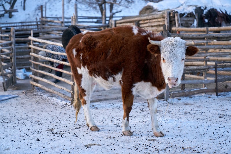 Mongolia is experiencing extreme weather conditions known as a dzud. We're providing help to animal owners - World Animal Protection - disaster management
