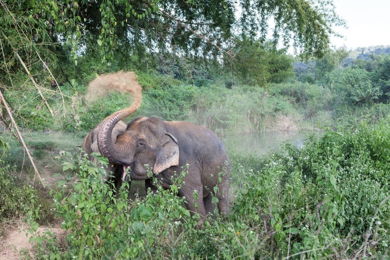 Elephant