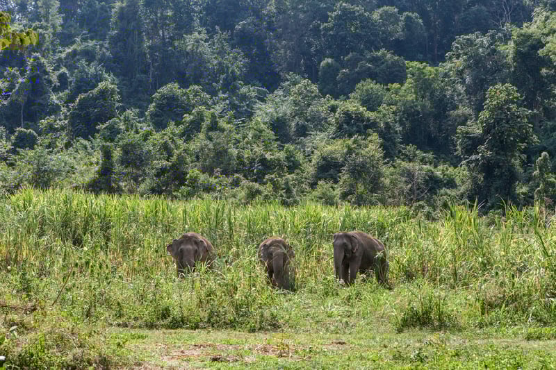 How to be an animal-friendly traveller