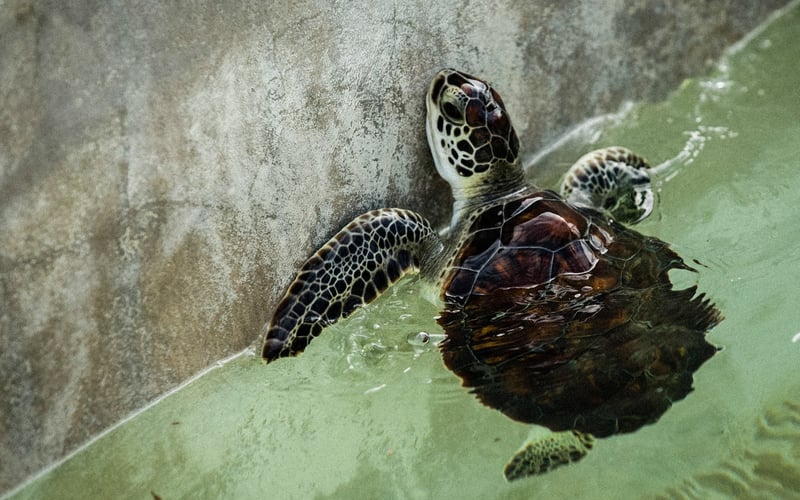 Turtle in a tank at cruel Cayman Turtle Centre tourist attraction, Cayman Islands - Wildlife. Not entertainers - World Animal Protection