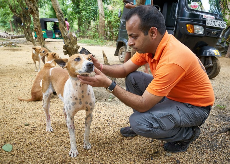 Dr. Akash Maheshwari examines a local dog in Malabe, a suburb of Colombo.