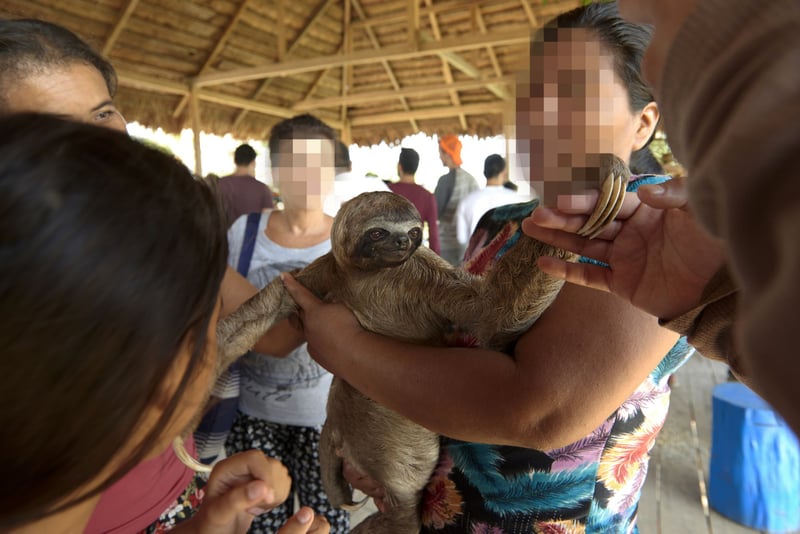 Local sloths are taken from the wild and used for harmful selfies with tourists, in Puerto Alegria, Peru.