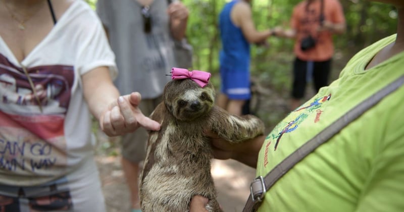 Local sloths are taken from the wild and used for harmful selfies with tourists, in Manaus, Brazil
