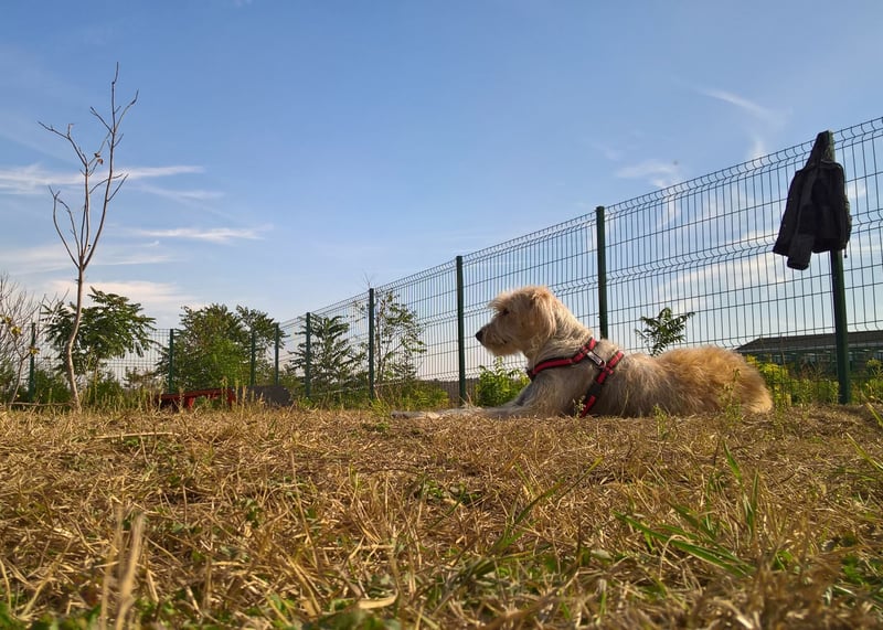 Save the dogs is a shelter in Constanta, Romania which provides a home for stray, injured, or abandoned dog