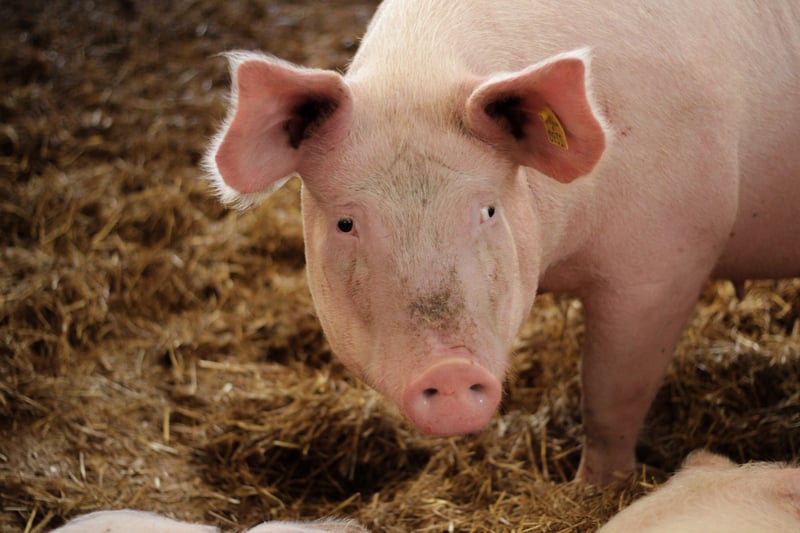 Sow in an enriched environment