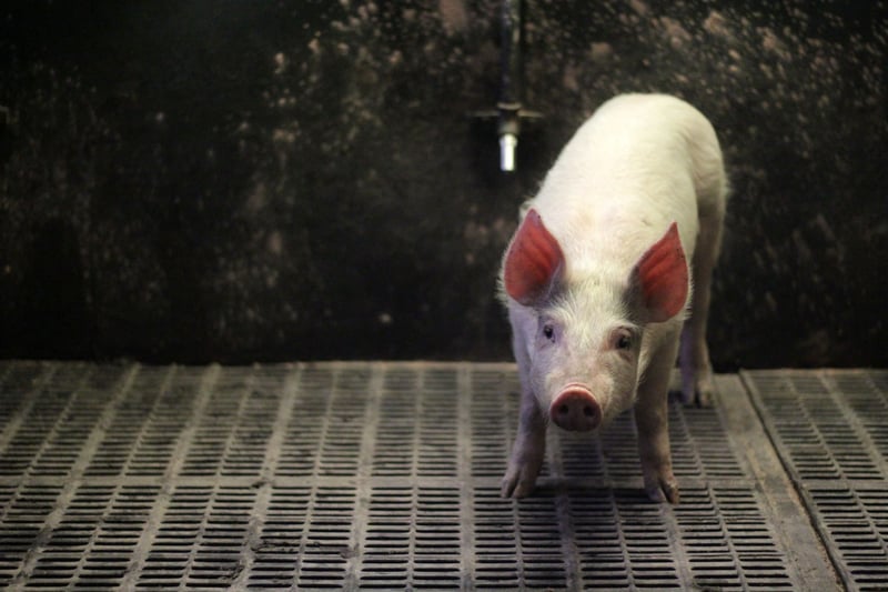 World Farm Animals Day highlights need for better animal welfare standards