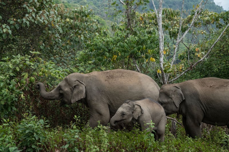 Amazing moms from the animal kingdom