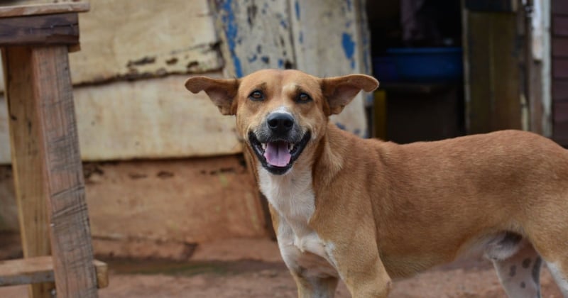 Dogs and rabies