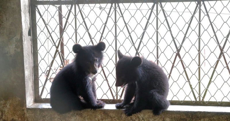 Give five bear cubs the gift of freedom this Giving Tuesday