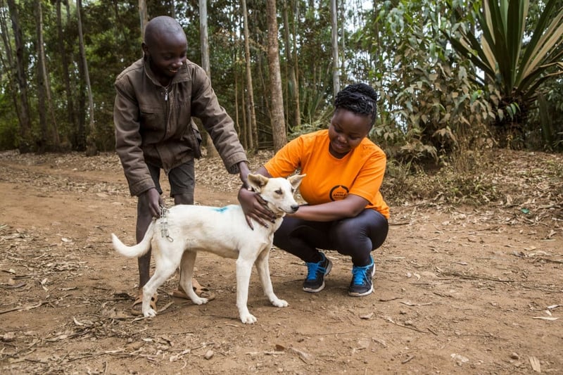 Vaccinating against rabies in four African countries