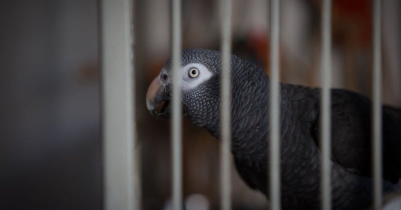 A day in the life of a pet parrot