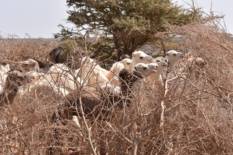 camel, Kenya