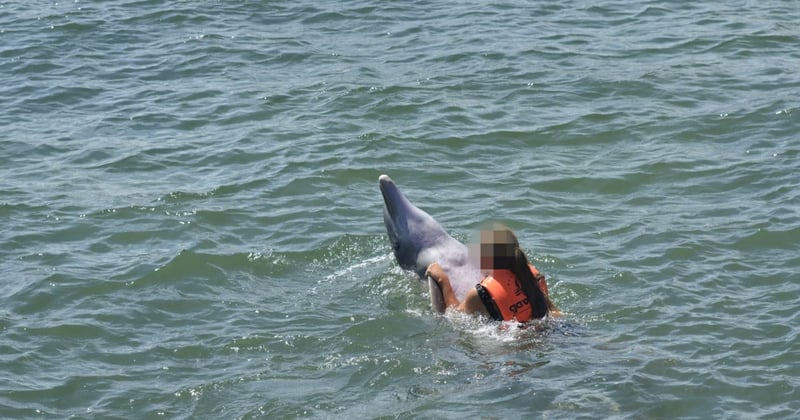Captive dolphin suffering