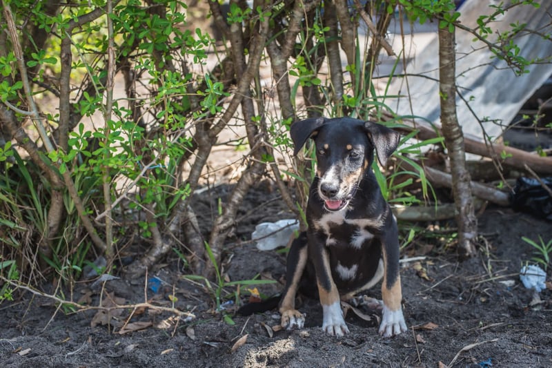 A dog sits with his tongue out in bush land
