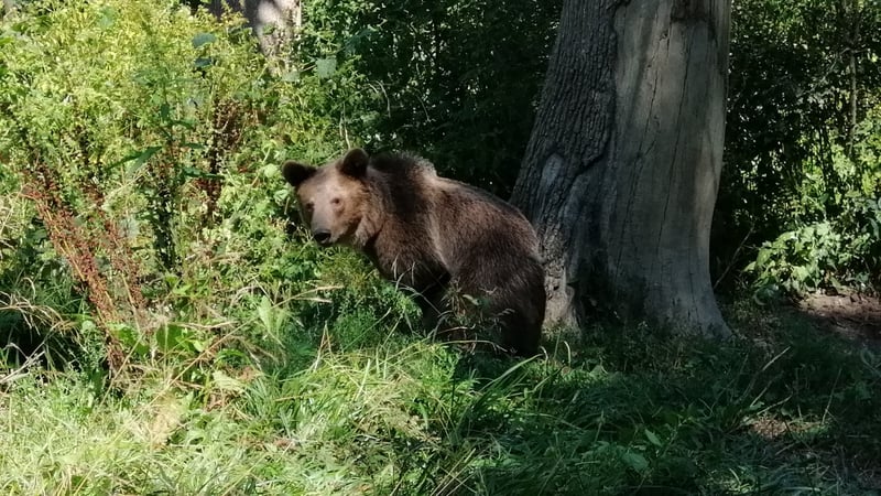 A bear at Libearty bear sanctuary by AMP