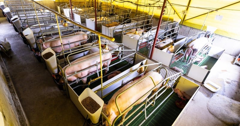 Pigs in small cages in a factory farm