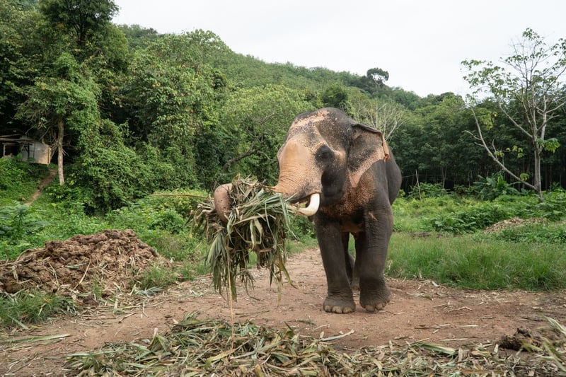 End of the ride: Thailand’s changing attitude to captive elephant tourism