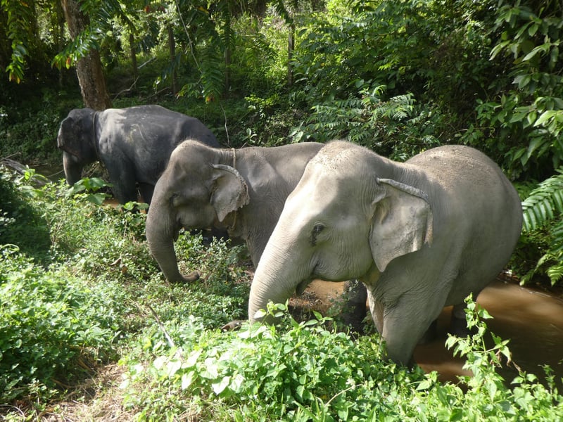 Tanwa (left) with Sow (middle) and Jahn (right) at Following Giants. Tanwa is a 28-year-old male elephant who was previously used in the brutal logging industry. He was transported by ferry to Following Giants in Nov, 2019. Credit: World Animal Protection