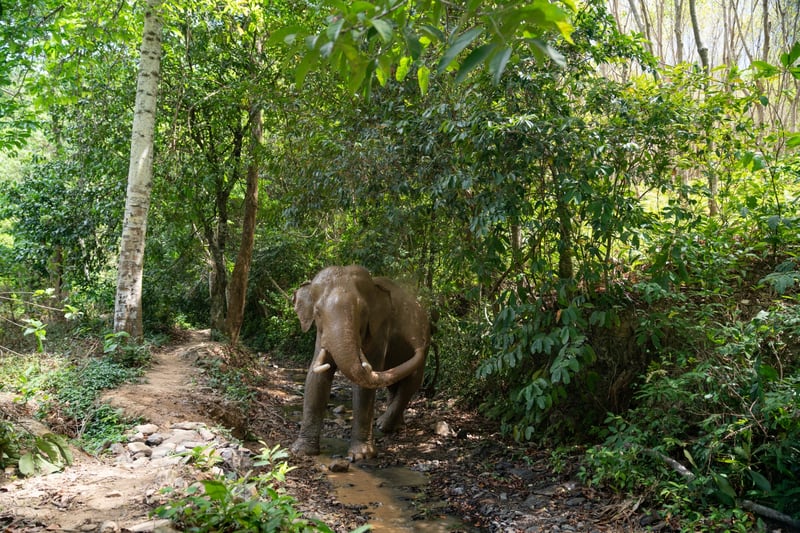 An elephant at the high-welfare venue Following Giants