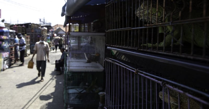 A wildlife market in Indonesia