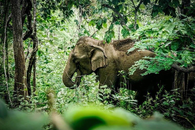 Elephant, Mae Doom, at the Kindred Spirit Elephant Sanctuary.