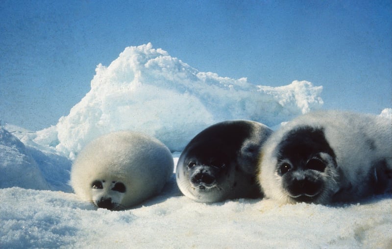 seals