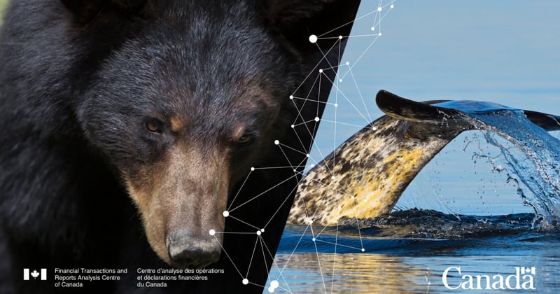 A black bear and a narwhal