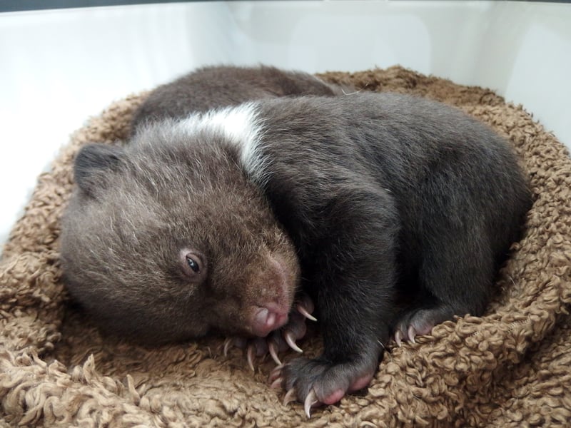 Abandoned bear cubs given a new home