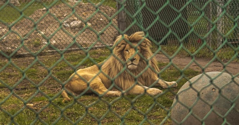 Lion in small, barren enclosure