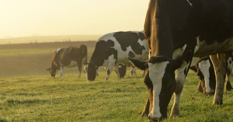 Animal sentience bill passes UK
