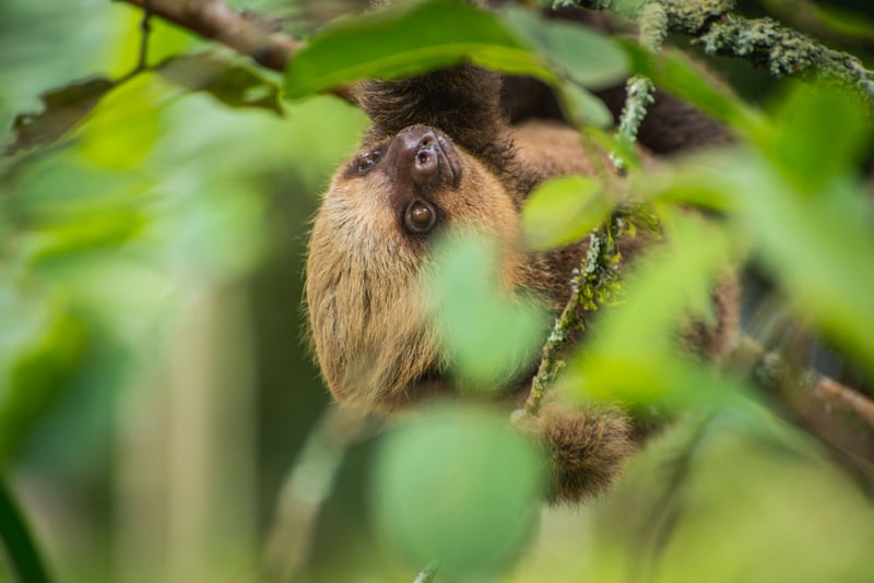 Costa Rica urges tourists not to take wildlife selfies