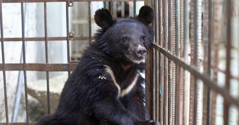 bear, Pakistan