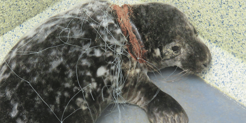 Seals trapped by ghost fishing gear set free