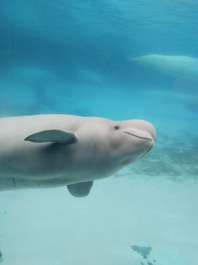 Help stop the exportation of beluga whales
