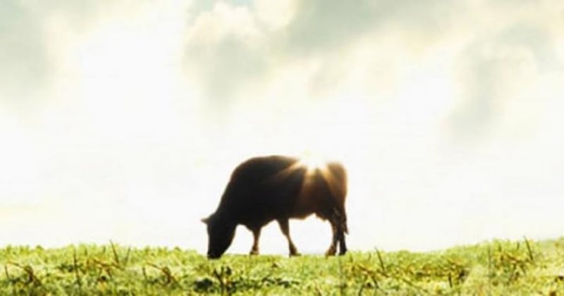 A search around the planet for solutions to benefit animals