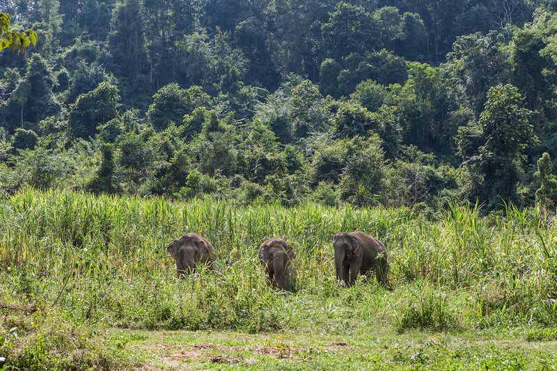 elephants, Thailand