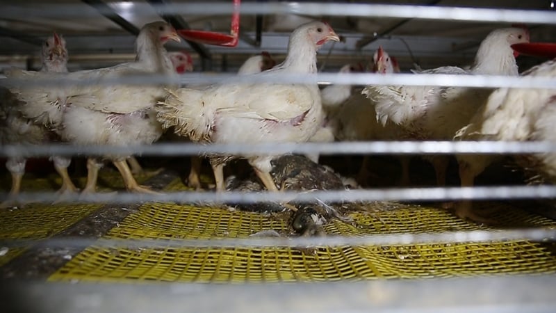 caged chickens