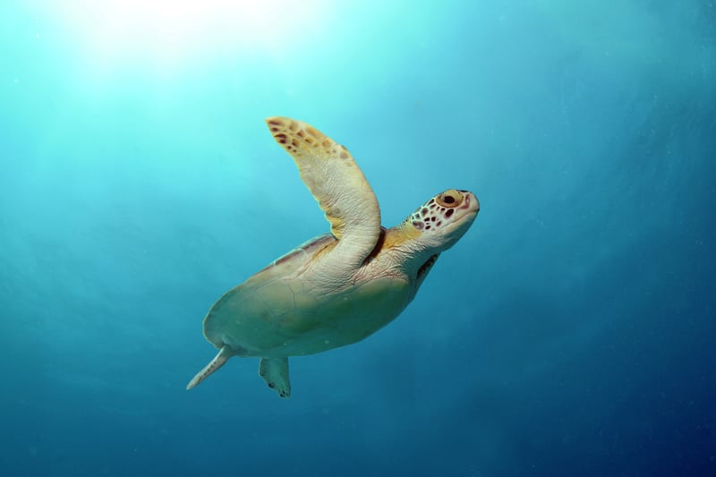 wild turtle