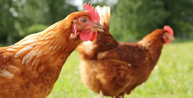 hens nestle