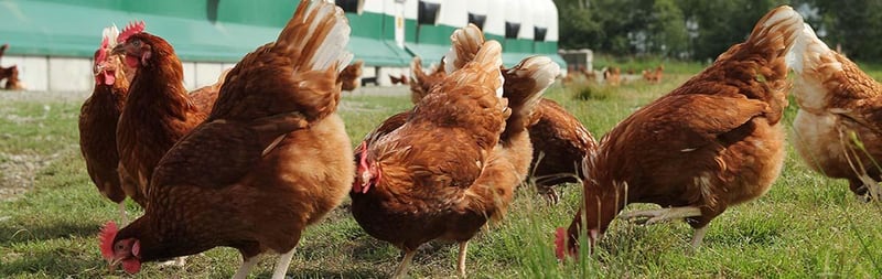 A special Valentine’s message: farm animals have the ability to feel too