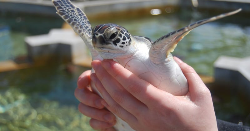 handling turtles can be stressful for the animal