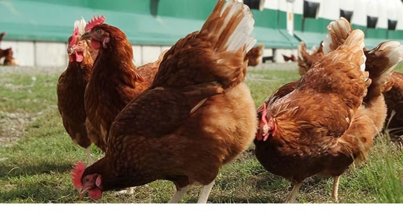 Celebrity Chef Christine Cushing chooses cage-free eggs