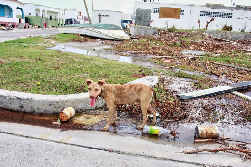 dog, Antigua and Barbuda