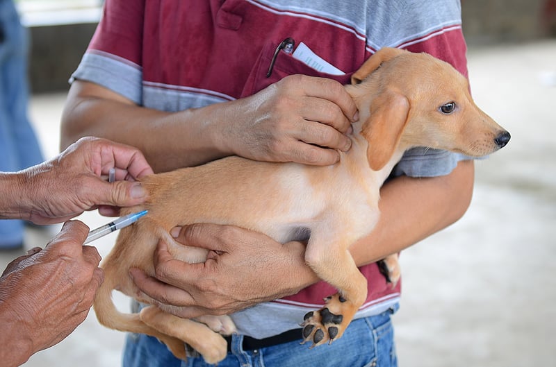 dog_phillippines
