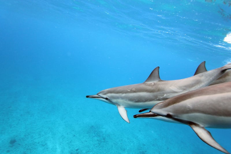 A pod of spinner dolphins off the west coast of Oahu, Hawaii