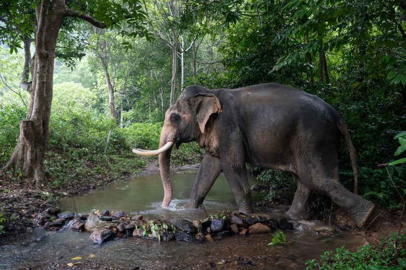 Elephant walks through water at a high welfare tourist attraction in Koh Lanta, Thailand - Wildlife. Not entertainers - World Animal Protection