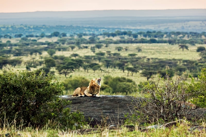 Taking the guess work out of animal-friendly travelling