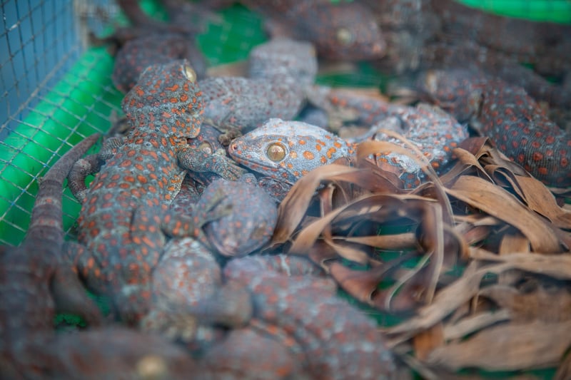 Caged geckos (with one that has died in captivity) for sale at the Denpasar Bird Market (Pasar Burung) in Bali, Indonesia.
