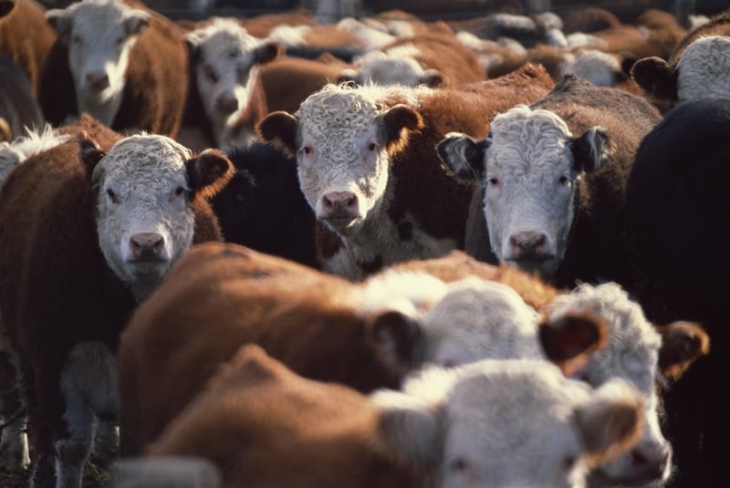 Cows