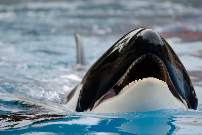 orca whale